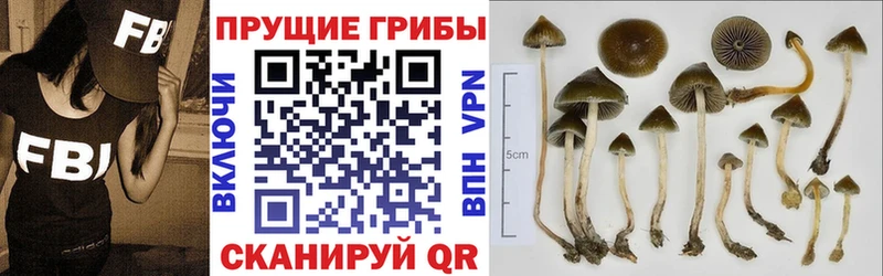 Галлюциногенные грибы Psilocybine cubensis  Нытва 